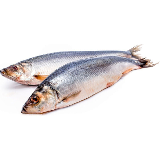Сельдь атлантическая малосоленая крупная н/р в/с Фауна Беларусь